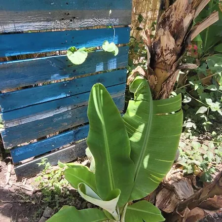 Banana Garden Сasa de vacaciones *
