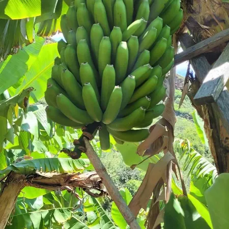 Banana Garden